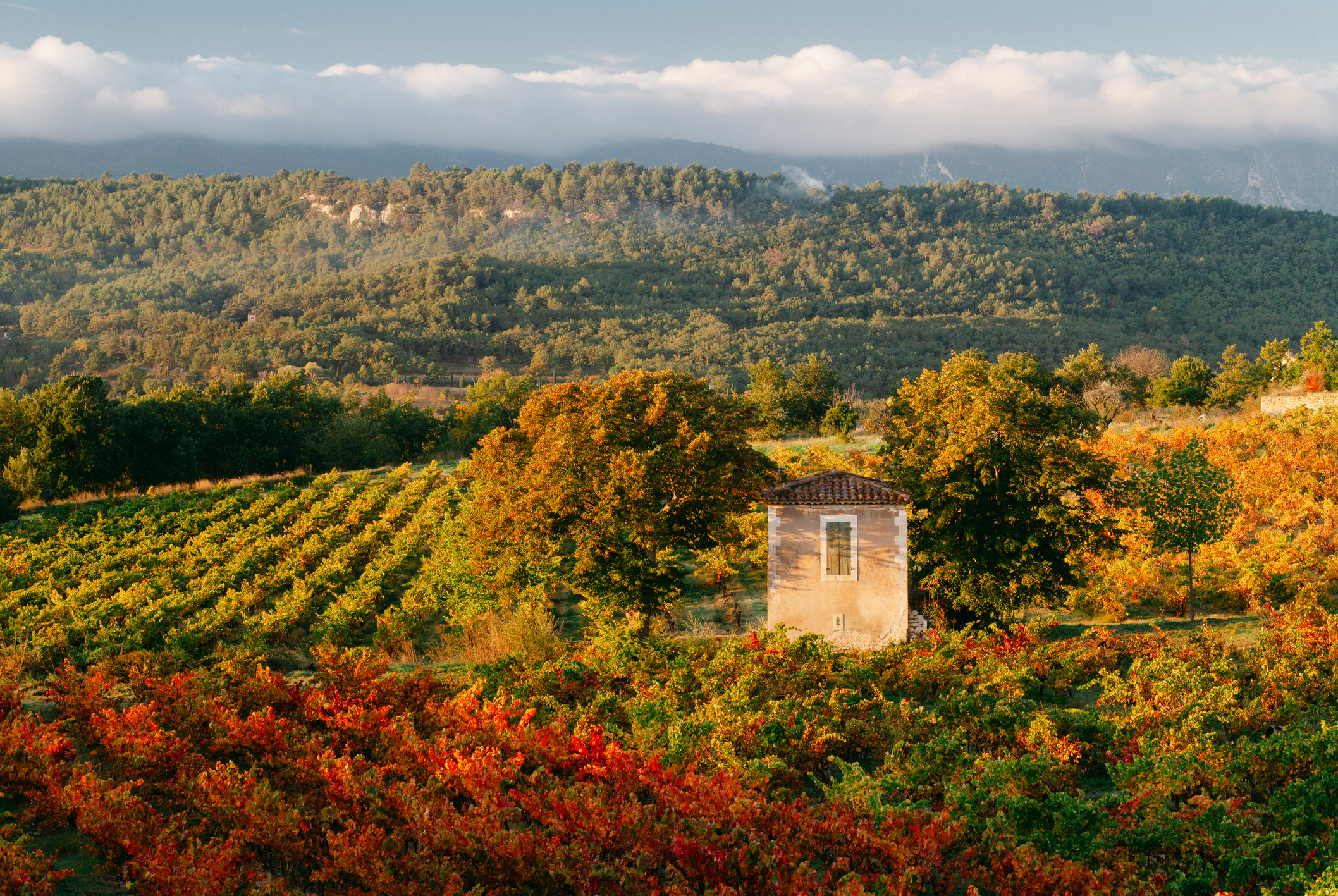 Vineyards in Provence, France.