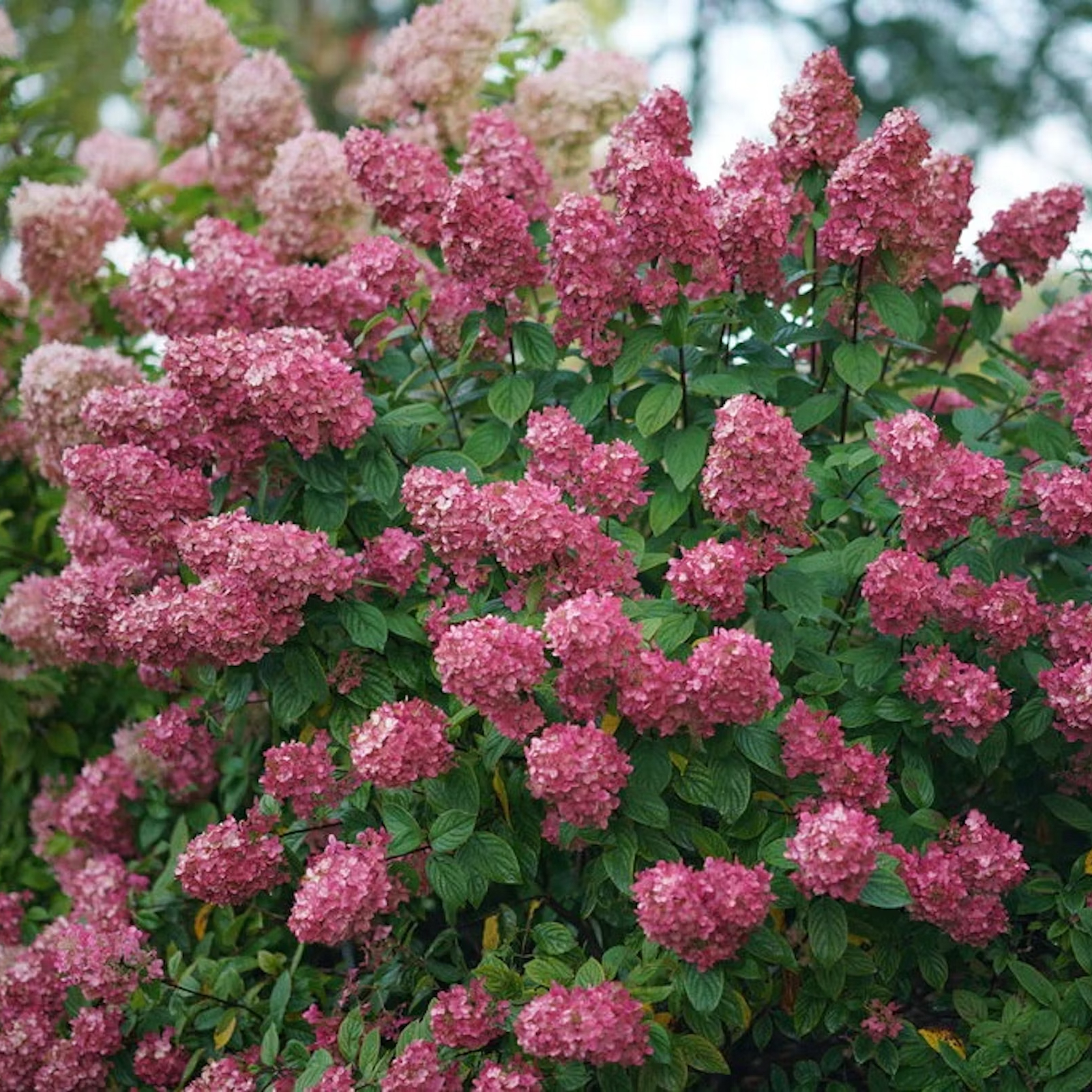 Pink panicle hydrangea