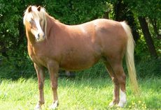 Overweight horse