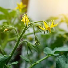 Close up of tomato flowers on a tomato plant