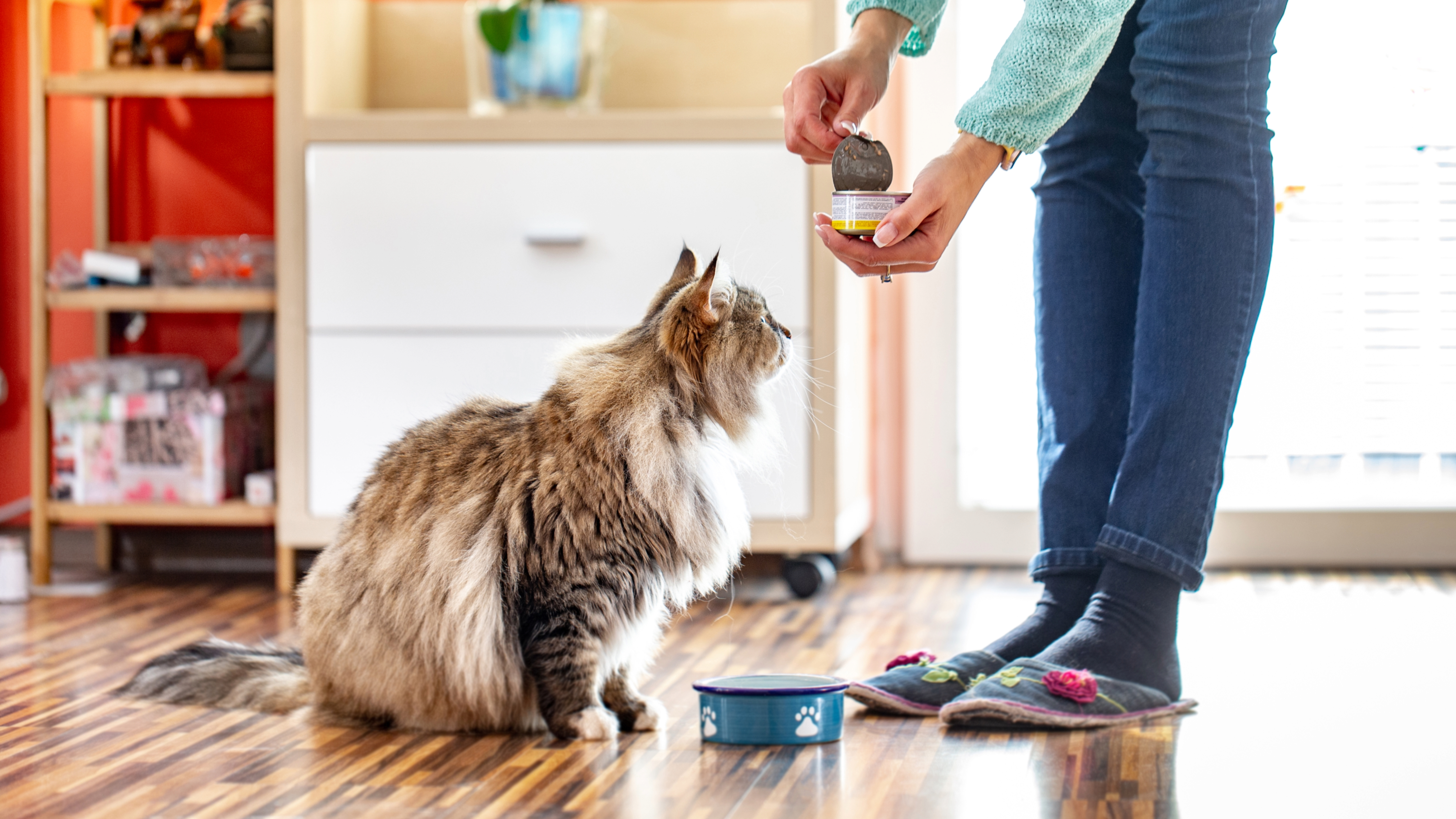 Woman feeding cat