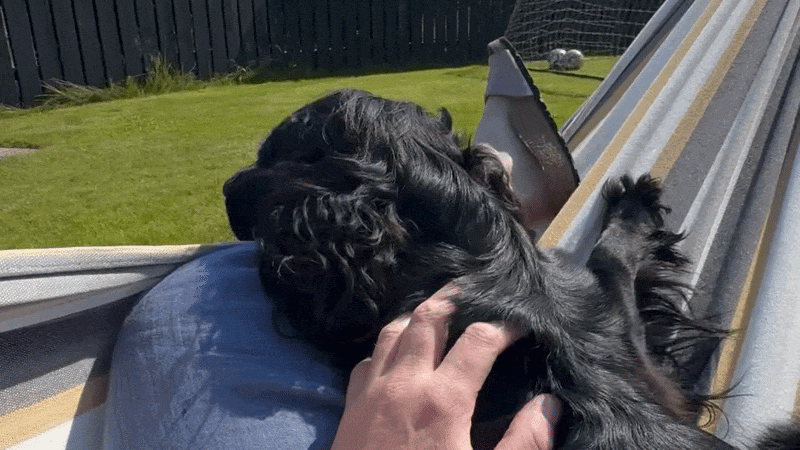Writer Heidi Scrimgeour sits in her hammock with her dog in their garden on a hot day