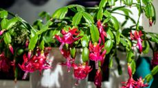 A Christmas cactus in full bloom by a window sill 