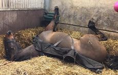 A cast horse will likely need help standing up