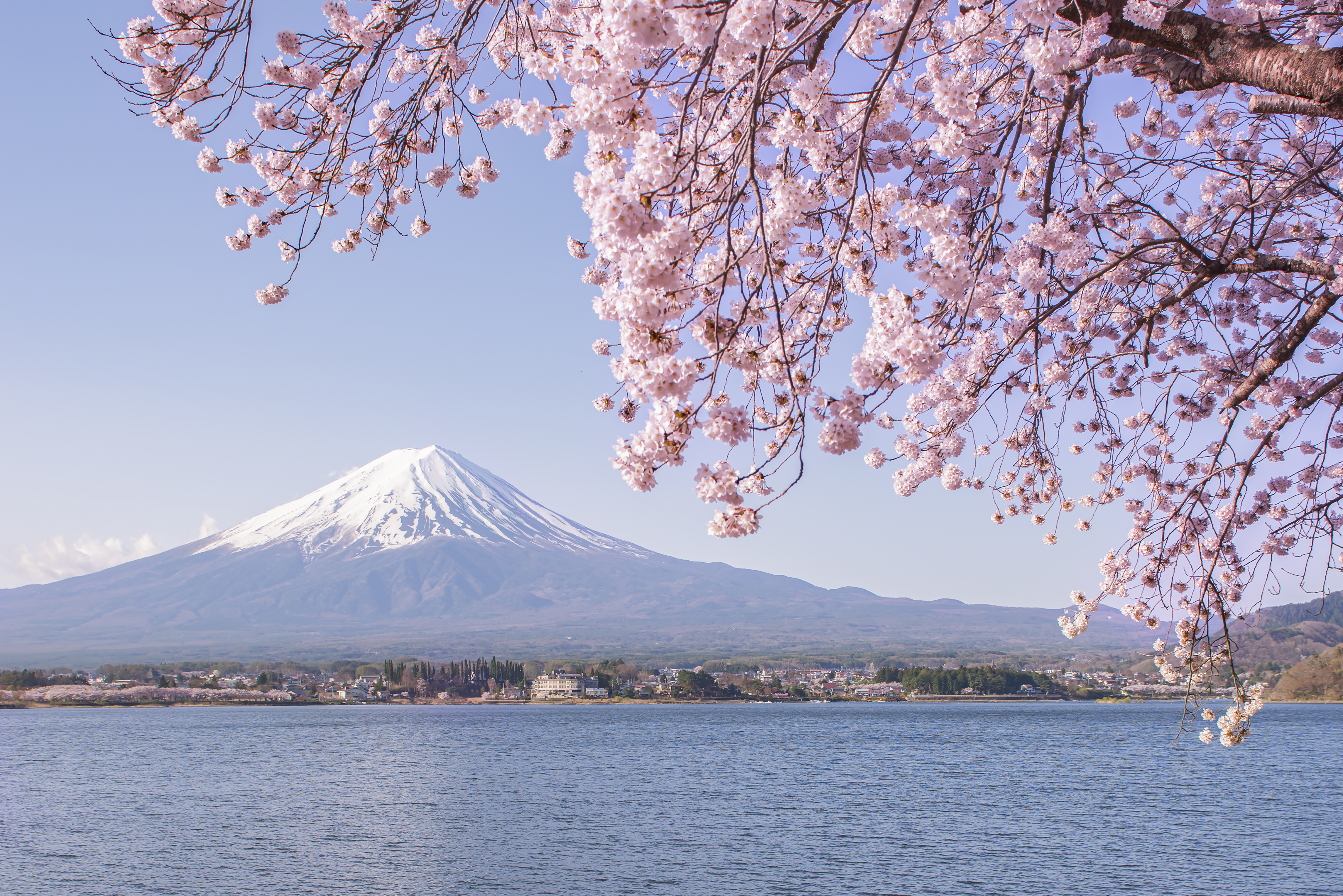 Fuji Mountain and Pink Sakura Branches at Kawaguchiko Lake - stock photo