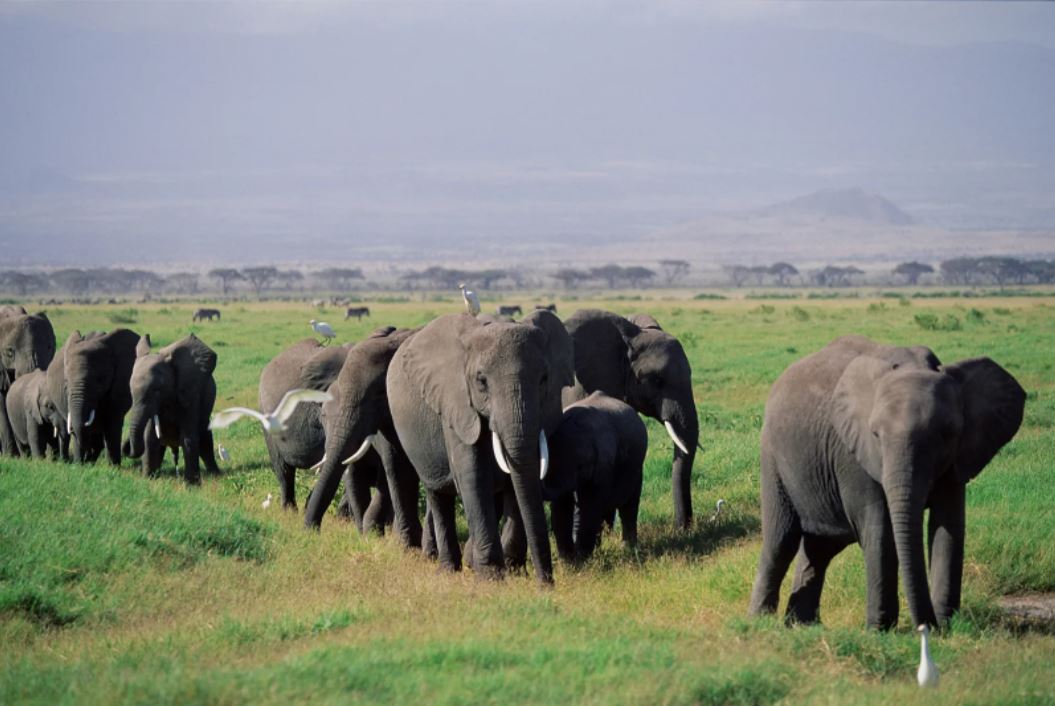 Elephant herd