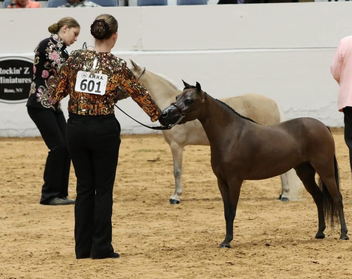 A handler stands up an American Miniature Horse in the show ring.