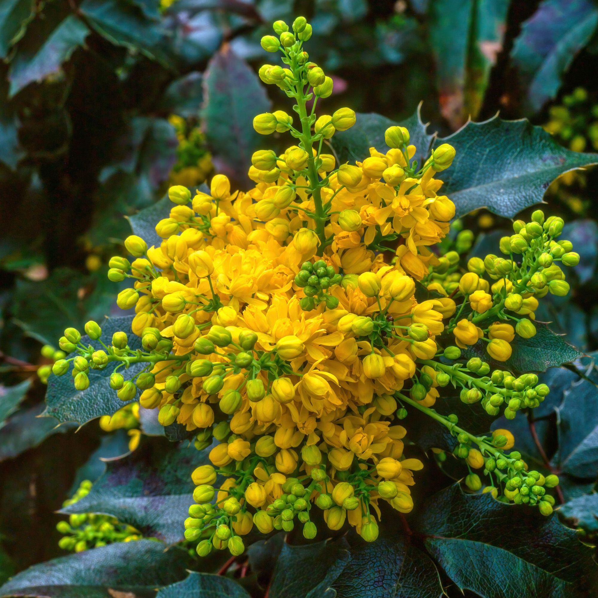 fragrant winter flowering mahonia
