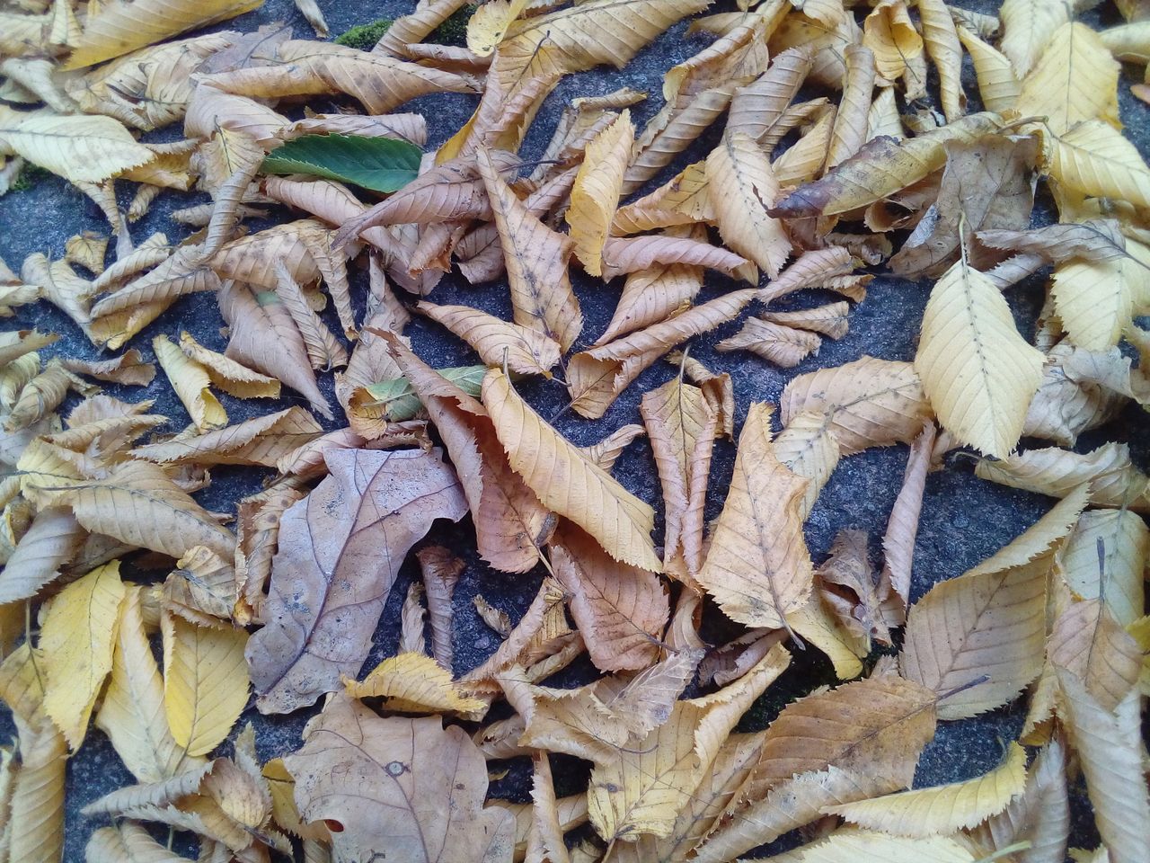 Another close-up shot. Detail is impressive, but the lack of vibrancy is notable.