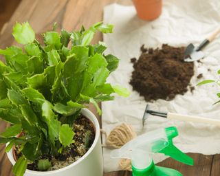 Repotting Thanksgiving cactus with fresh potting mix