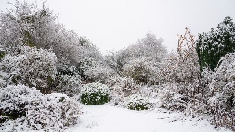 Snow in the UK on an English cottage garden in early December