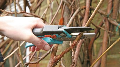 winter pruning