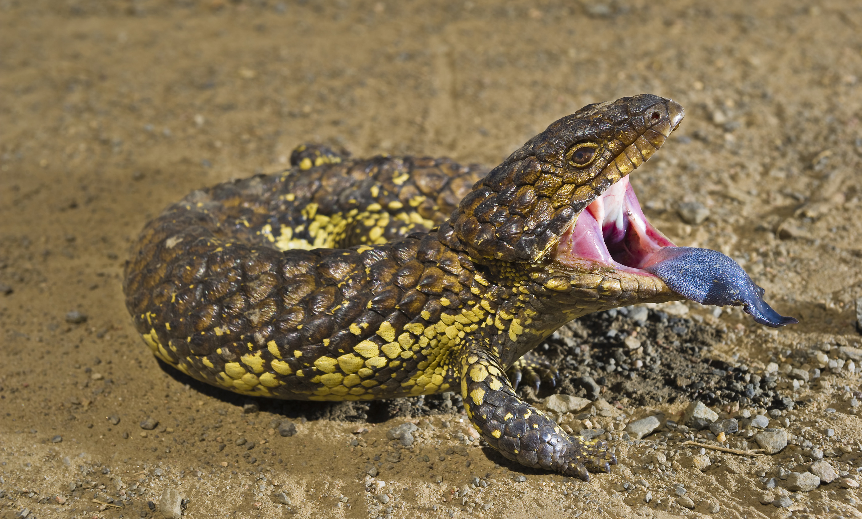 Blue-tongued skinks