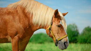 Horse standing up with eyes closed