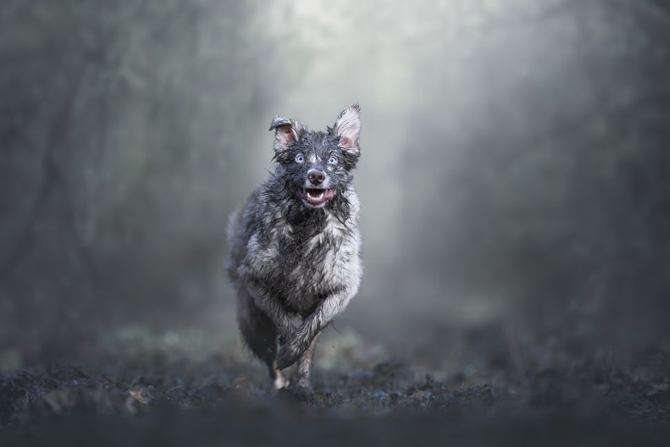 'Dogs at Play' category winner: Monica van der Maden, Netherlands