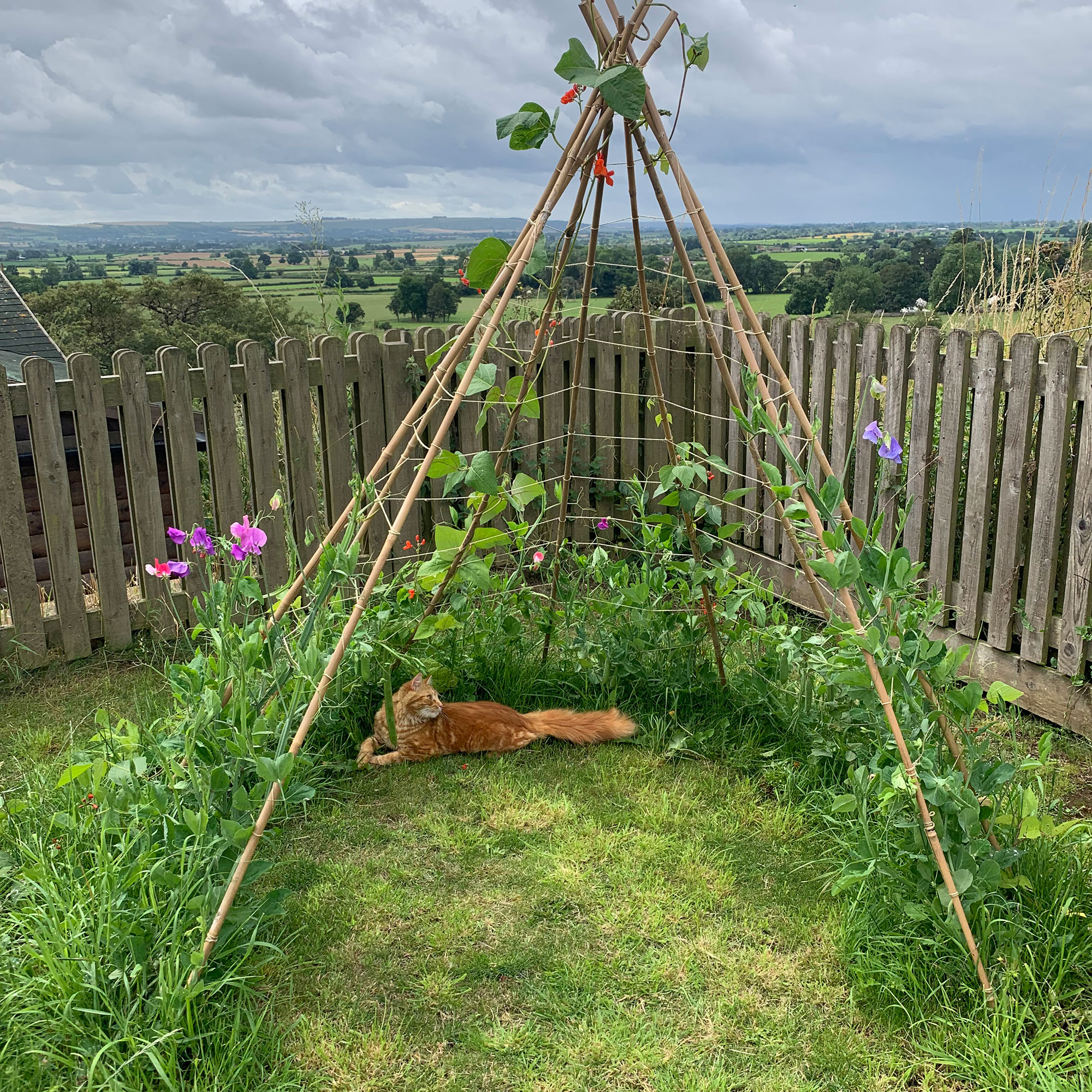 Wooden teepee structure in country garden with sweetpeas going up sides and ginger cat lying inside