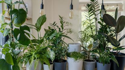 A houseplant collection lined up on a kitchen island 