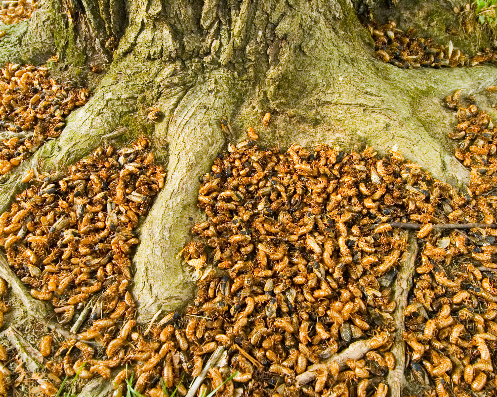 Cicada shells piled around tree trunk