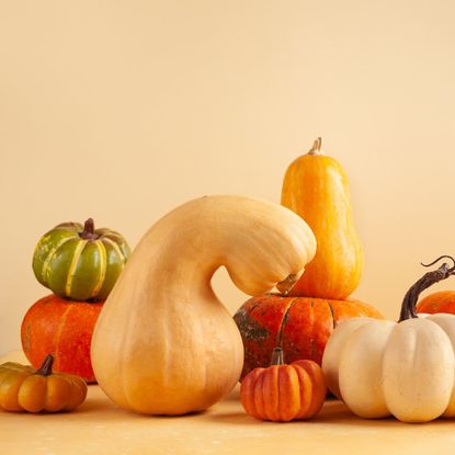 A collection of winter squash against a beige background