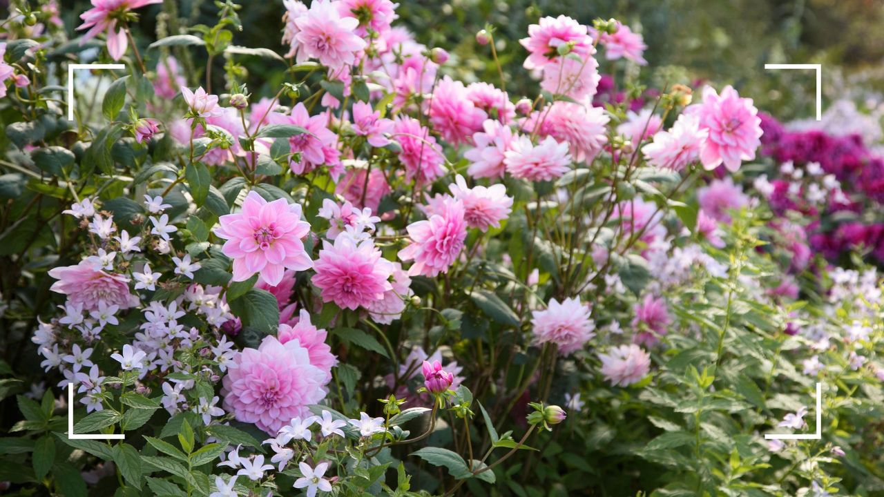 picture of pink dahlias with jasmine