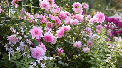 picture of pink dahlias with jasmine