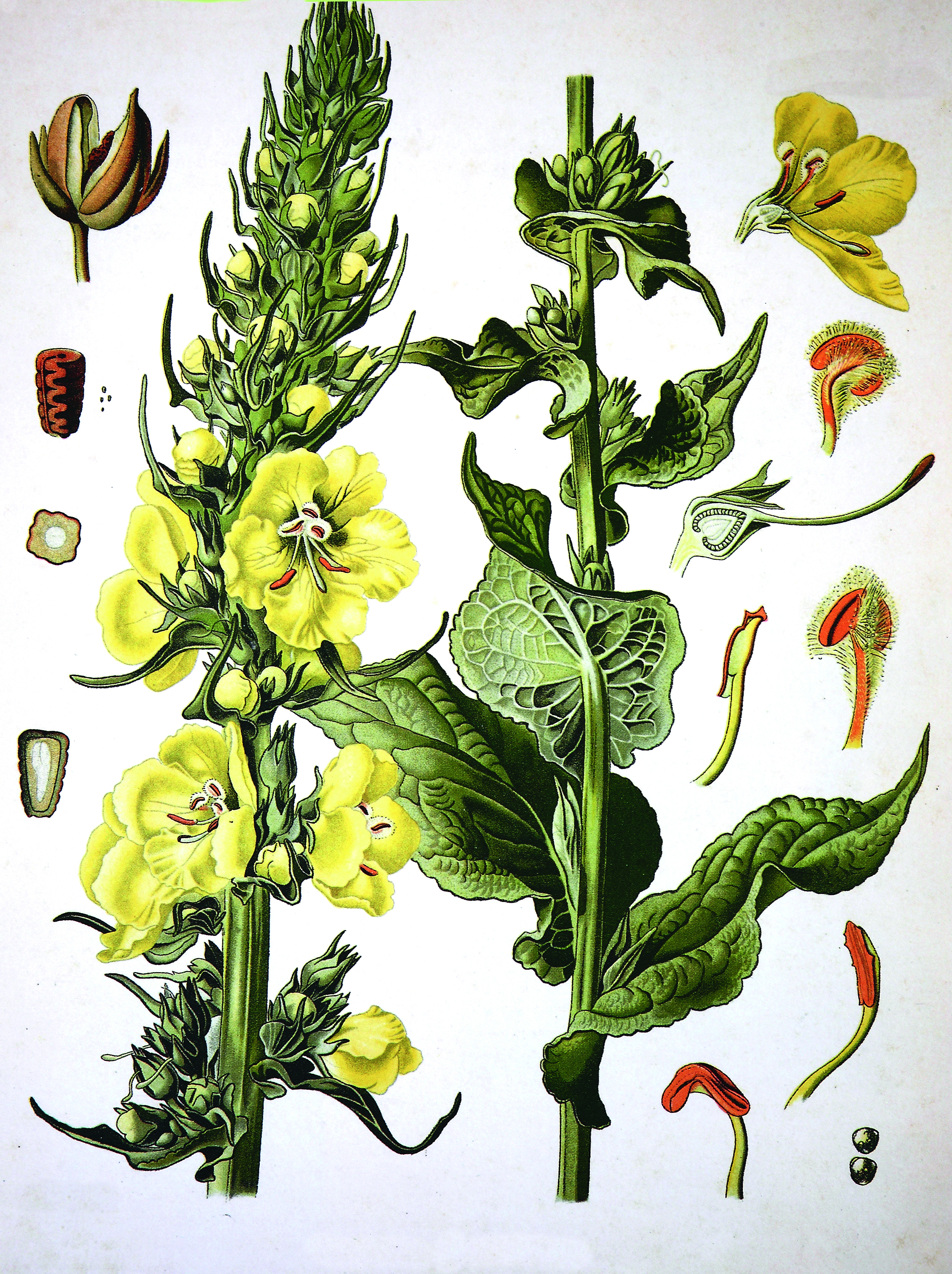 Verbascum illustration