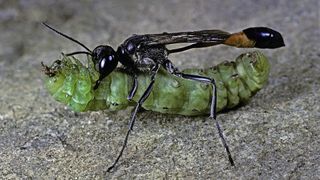 A picture of the Aha ha wasp attacking a caterpillar
