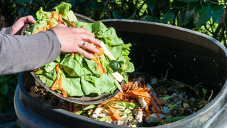 person putting vegetables into compost bin