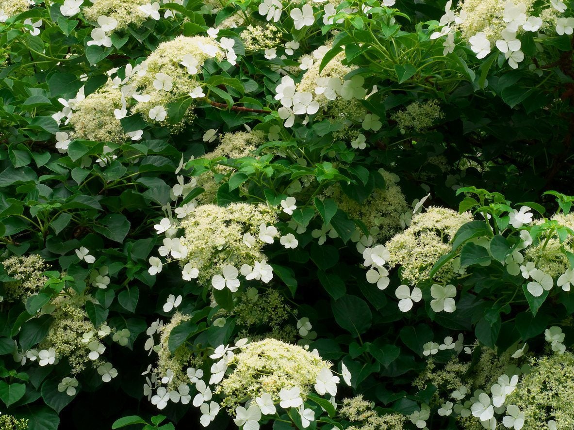 Info On Climbing Hydrangeas: Growing Climbing Hydrangeas And Their Care