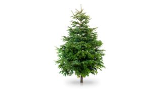 white pine christmas tree