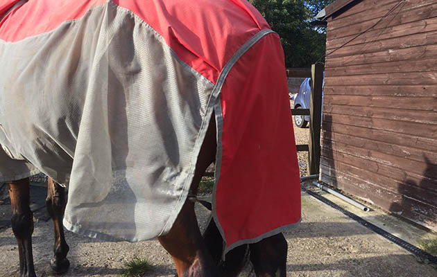 Derby-house-fly-rug-tail