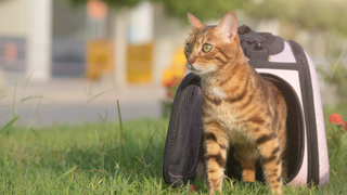 Ginger cat stepping out of the best cat carrier which is placed on some grass