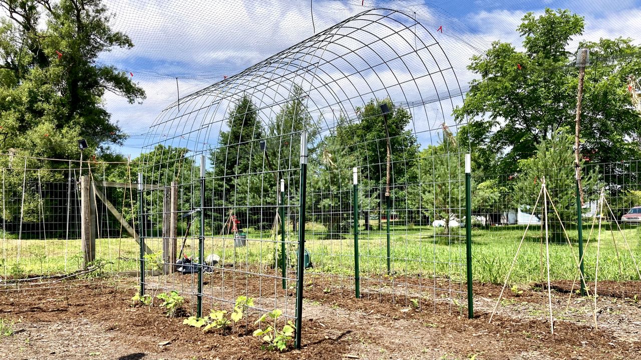 Cattle panel trellis in a vegetable garden