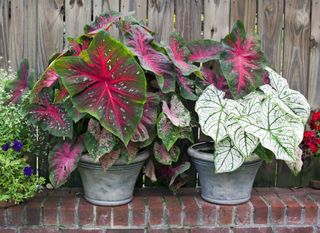 A selection of caladiums in pots on a brick wall