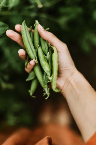How to harvest peas
