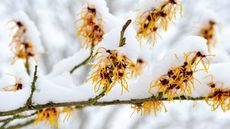 Witch hazel flowering in winter snow