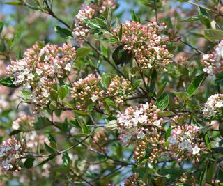 Viburnum carlessi (Korean Spice viburnum)