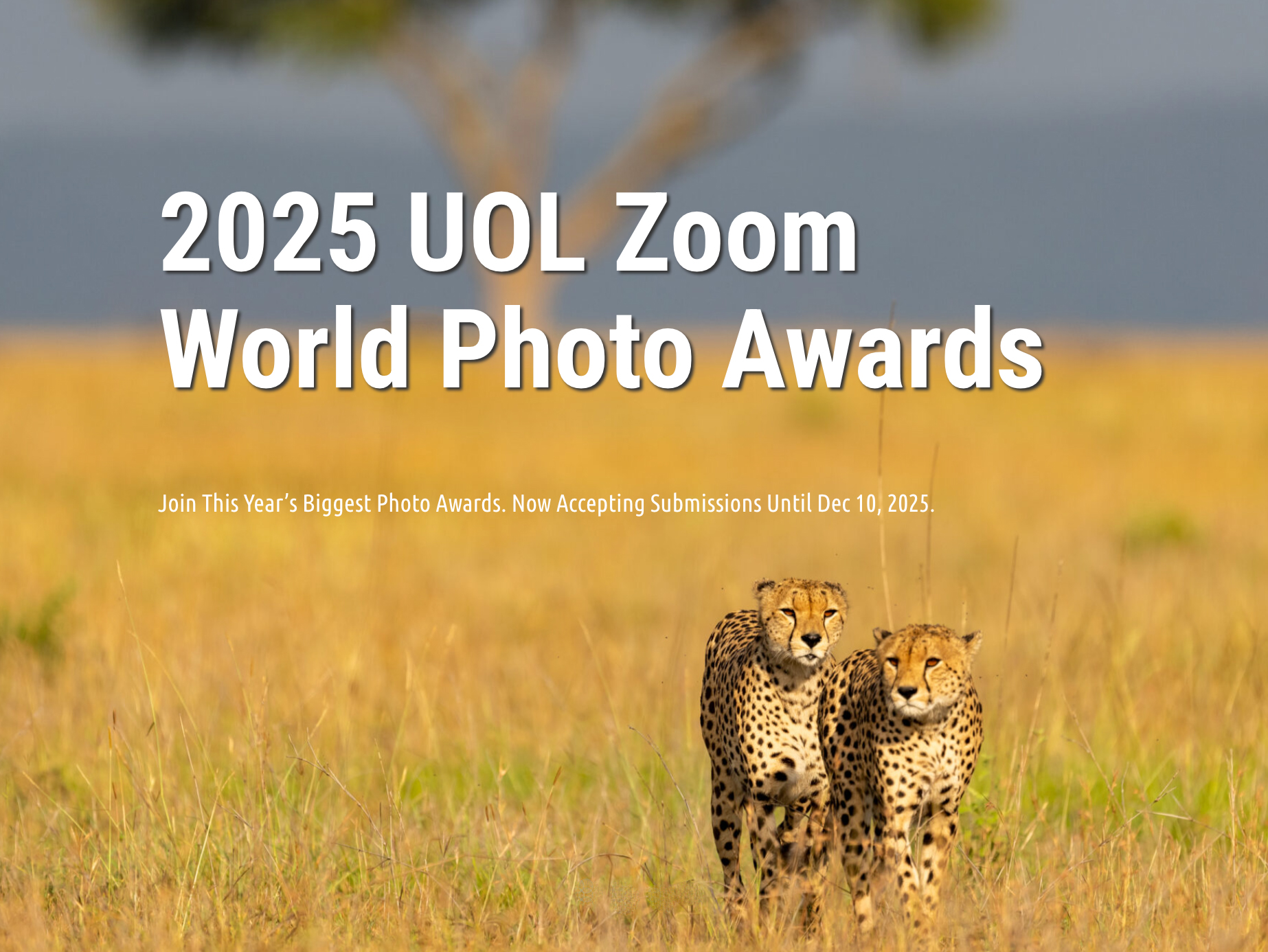 Two cheetahs walking in golden grass under a blue sky, promoting the 2025 UOL Zoom World Photo Awards with submission details