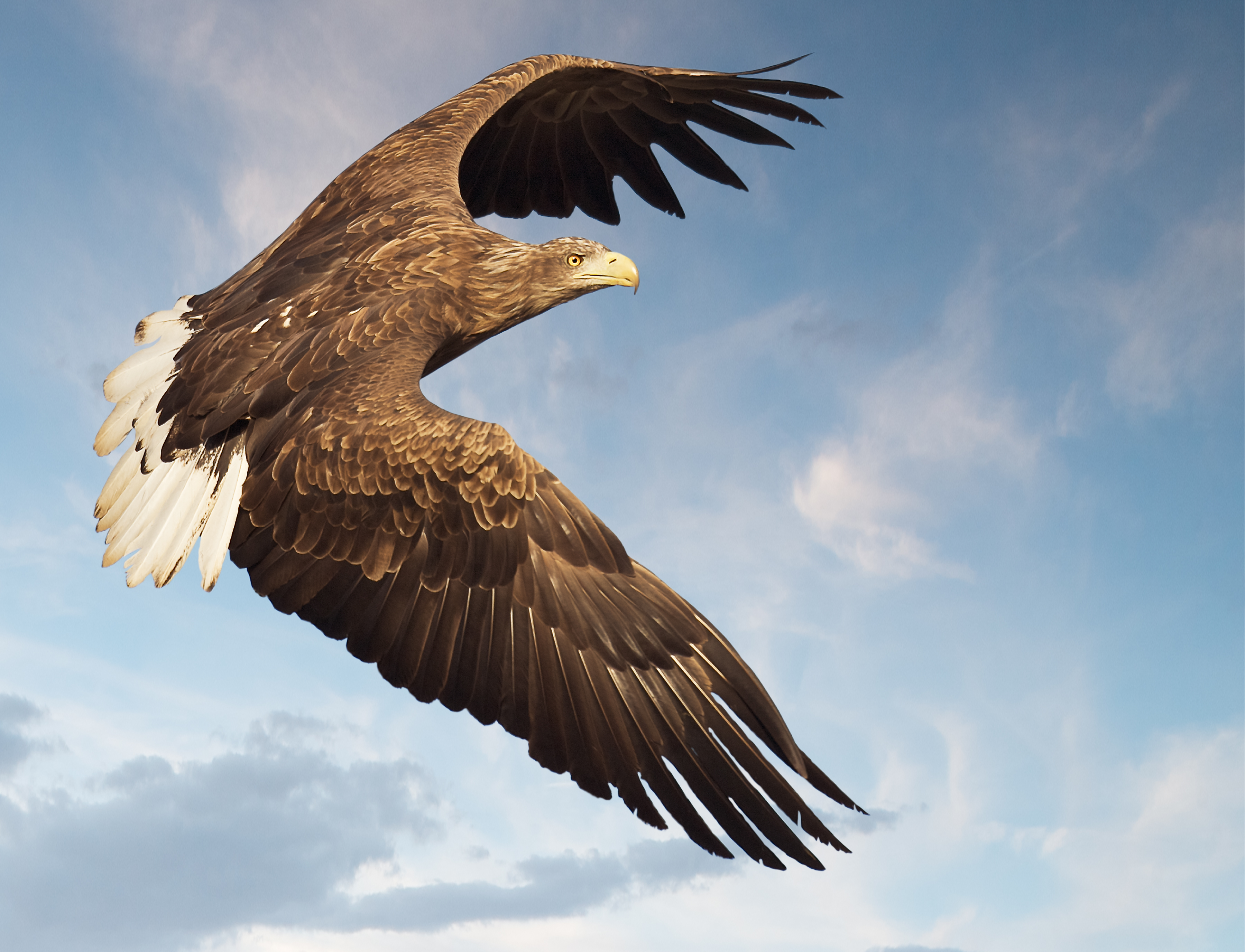 Soaring white tipped eagle