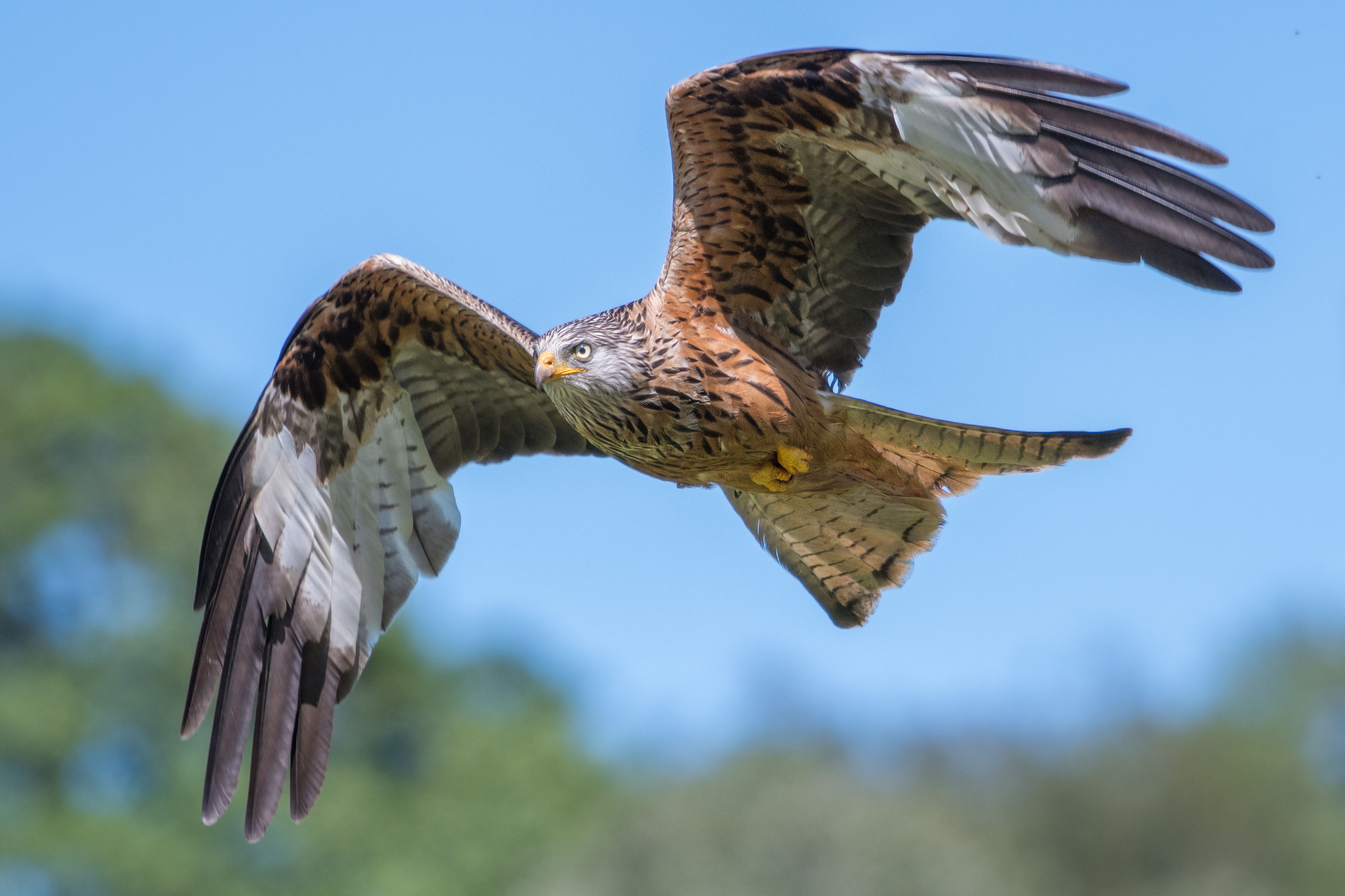 Red Kite In Flight Touristvisitorguides