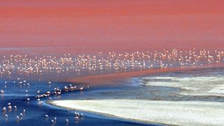 A flock of flamingos standing in a lake on Salar de Uyuni.