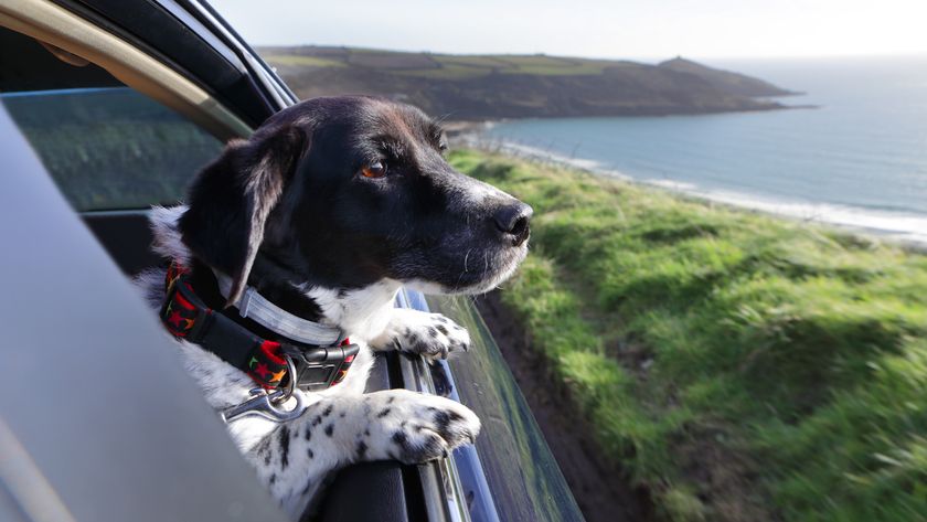 Cocker spaniel looking out of car window at coastline