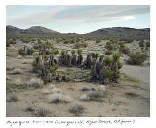 12,000 year old Mojave Yucca