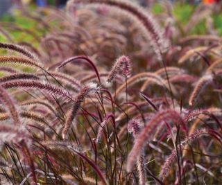 Purple fountain grass