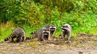 young raccoons (