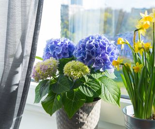 blue hydrangea on windowsill next to potted daffodils