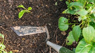 weeding bed with a garden hoe