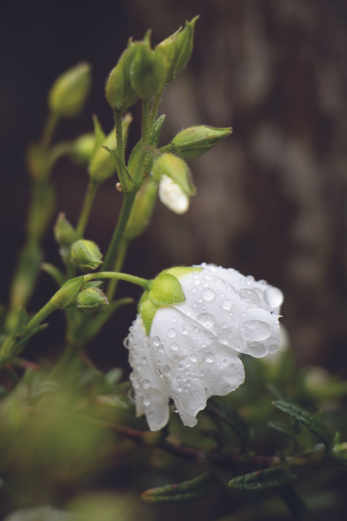 This was taken with Canon&rsquo;s 18-135mm STM lens, showing just how close you can get at its minimum focus distance.