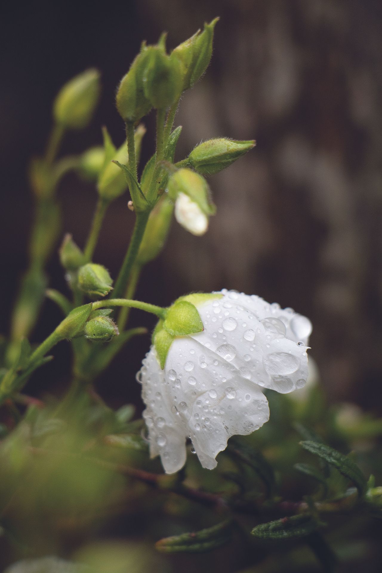 This was taken with Canon&rsquo;s 18-135mm STM lens, showing just how close you can get at its minimum focus distance.