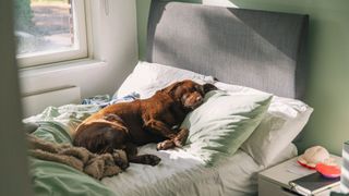chocolate labardor sleeping in owners bed